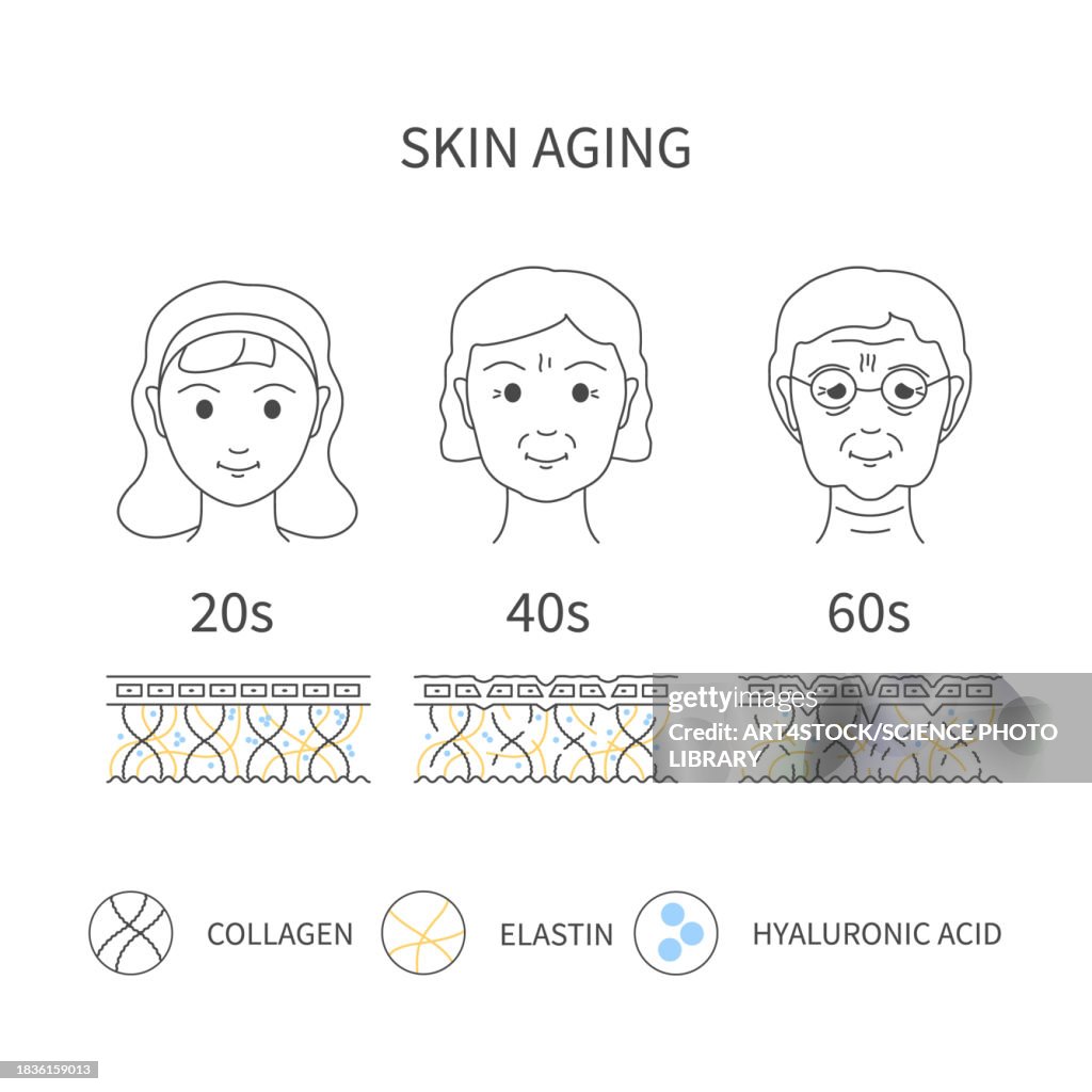 Skin aging, conceptual illustration