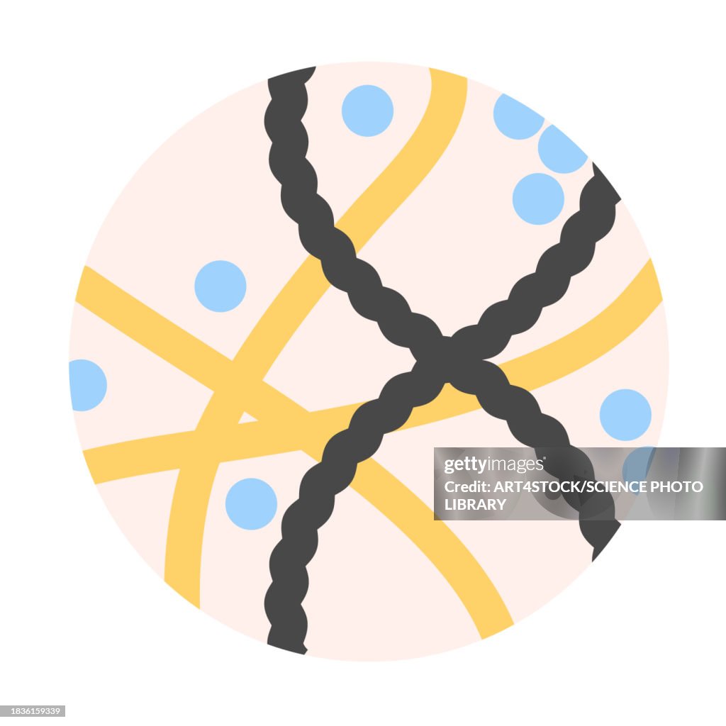 Collagen, conceptual illustration