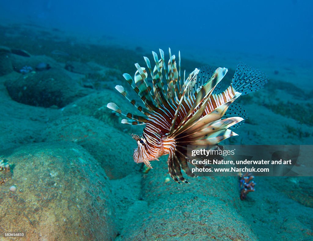 Lionfish