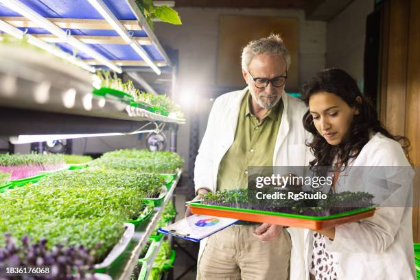 young scientist and her colleague are working on a new discovery - microvegetal imagens e fotografias de stock