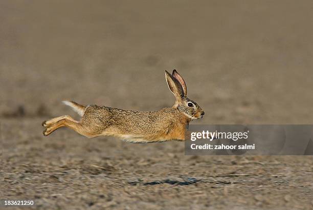 speed - lagomorphs stock-fotos und bilder