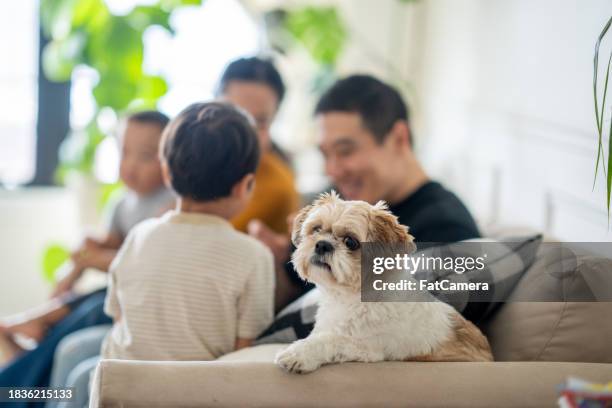 relaxing at home - domestic animals stock pictures, royalty-free photos & images