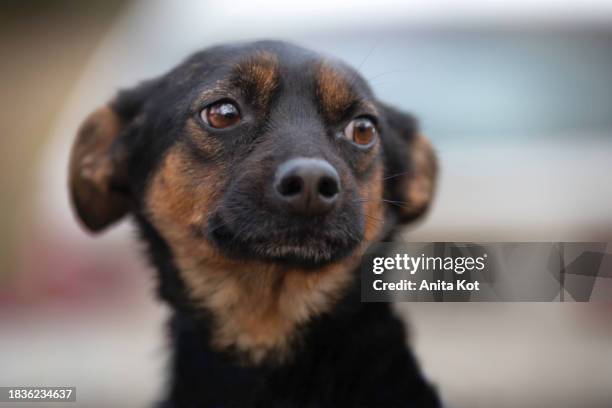 portrait of a frightened dog - mixed breed dog stock pictures, royalty-free photos & images
