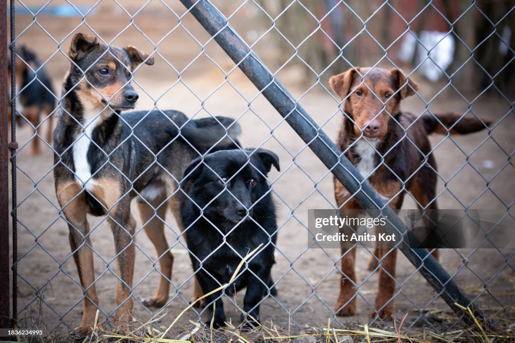 Three dogs behind the bars of the shelter