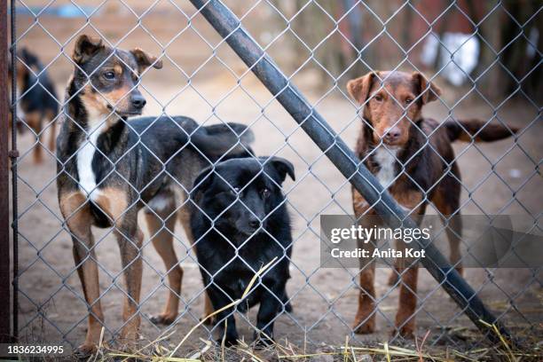 three dogs behind the bars of the shelter - schuilen stockfoto's en -beelden
