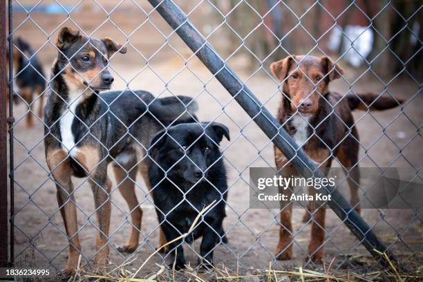 three dogs behind the bars of the shelter - shelter stock pictures, royalty-free photos & images