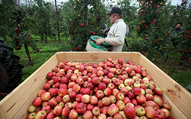 Apple pickers gather Gala apples in an orchard at Stocks Farm in Suckley, near Worcester, on October 8, 2013 in Worcestershire, England. According to...