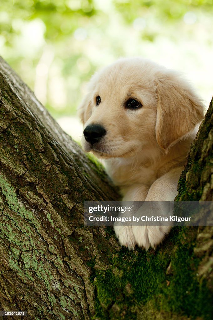 Labrador puppy sitting in a woodland