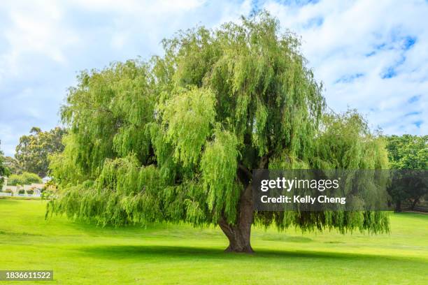 single tree at a field - salice foto e immagini stock