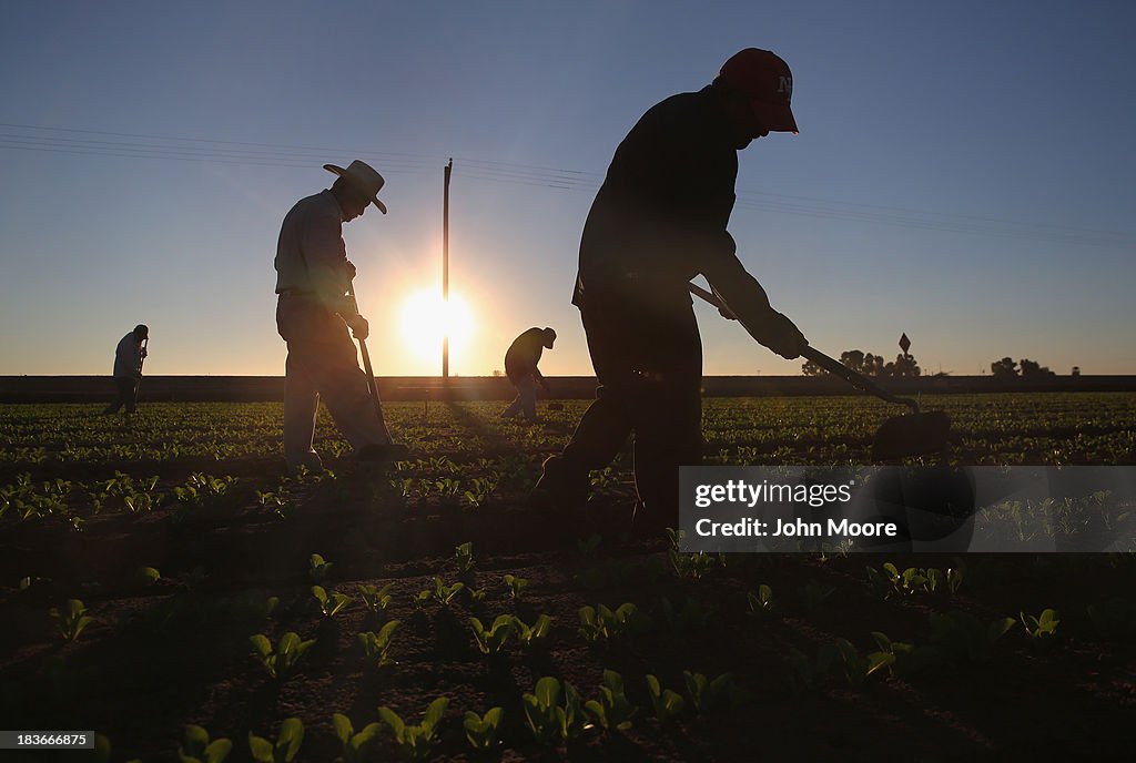 Migrant Workers Farm Crops In Southern CA