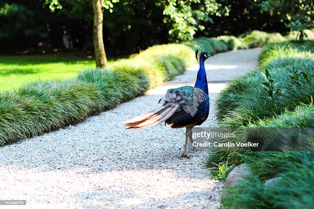 Peacock strolling along a path in a park