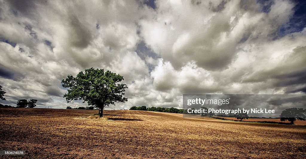 Tree, Cloud and Fields