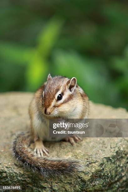 chipmuck - chipmunk stock pictures, royalty-free photos & images