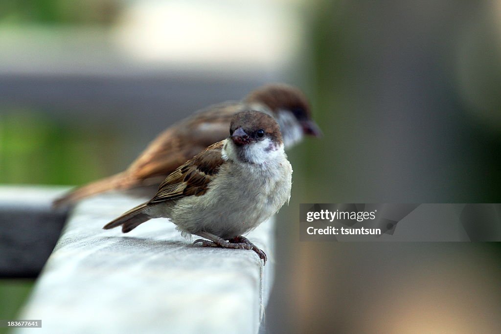Sparrows