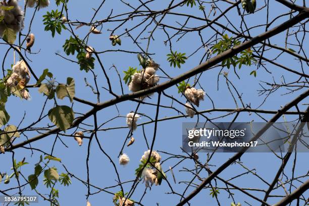 kapok silk-cotton tree (ceiba pentandra) against blue sky - boll stock pictures, royalty-free photos & images