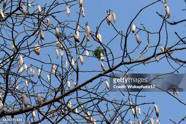 kapok silk-cotton tree (ceiba pentandra) against blue sky - boll stock pictures, royalty-free photos & images