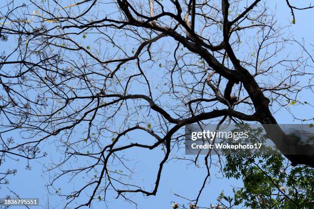 kapok silk-cotton tree (ceiba pentandra) against blue sky - boll stock pictures, royalty-free photos & images