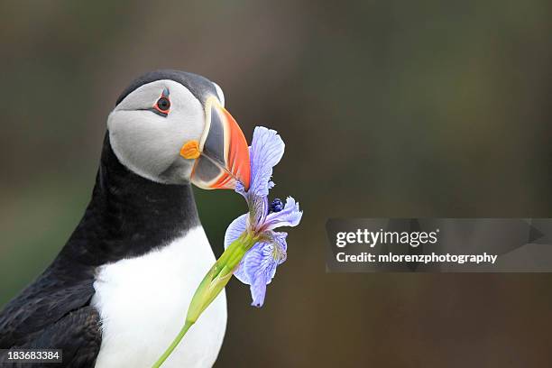 romantic puffin - newfoundland and labrador stock pictures, royalty-free photos & images