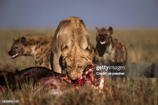 löwe essen gnus um hyänen in freier wildbahn. - räuber stock-fotos und bilder