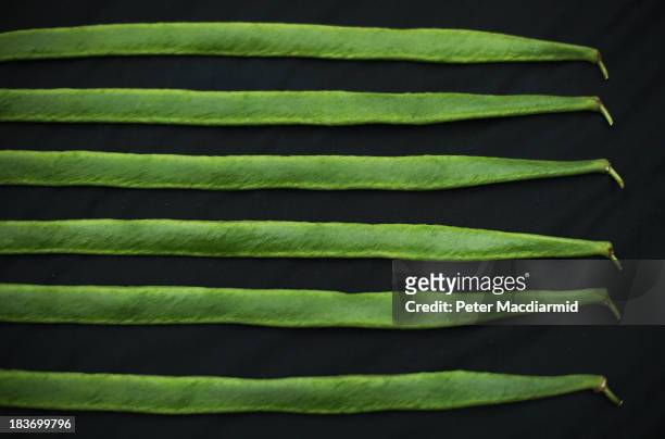 Runner beans are displayed at the Royal Horticultural Society Harvest Festival Show on October 9, 2013 in London, England. The nation's enthusiasts...