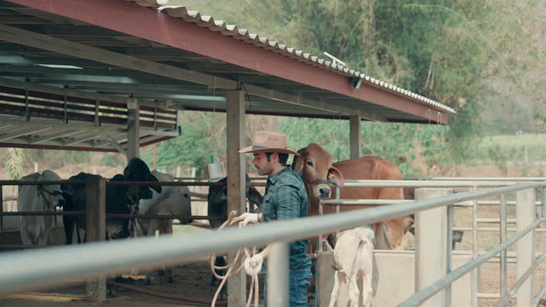 Cow Wrangling 99 Western Icons Stock Videos, Footage, & 4K Video Clips - Getty Images