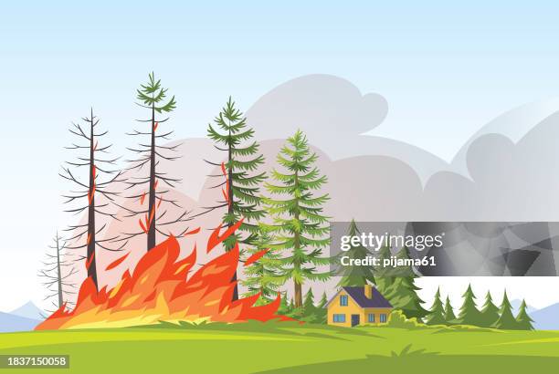 ilustraciones, imágenes clip art, dibujos animados e iconos de stock de incendio forestal. quema de abetos y robles, plantas de madera en llamas, ilustración de dibujos animados de desastres naturales. - incendio forestal
