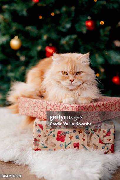 ginger cat with gifts for christmas - christmas kittens 個照片及圖片檔