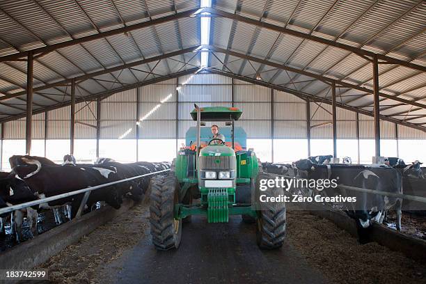 worker driving tractor in cattle shed - cattle drivers stock pictures, royalty-free photos & images