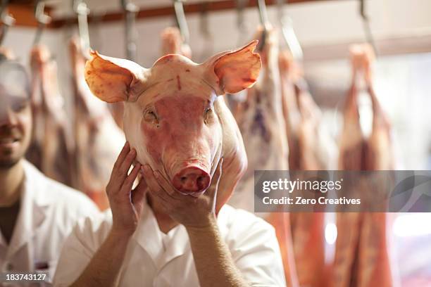 butcher holding pig's head in front of face - ugly pig 個照片及圖片檔