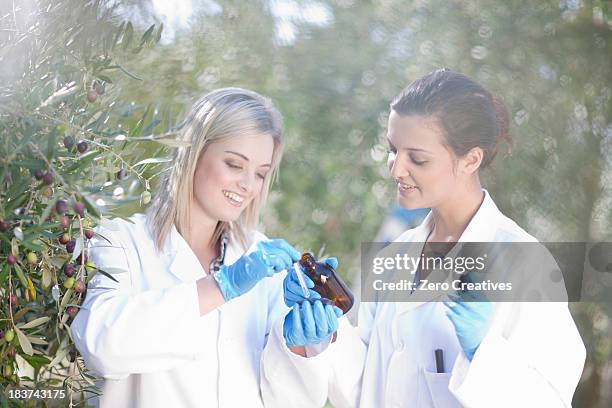 Two Women With Sample Of Olive Oil In Olive Grove, Bildbanksbilder