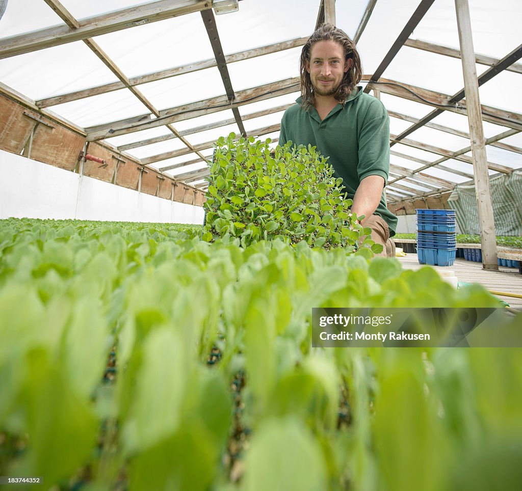 Farmer planting seedlings in polytunnel on organic farm