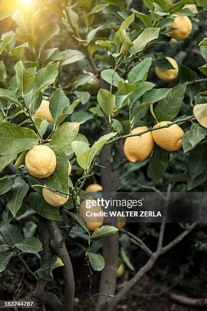 close up of lemon tree in chieti, abruzzo, italy - lemon tree stockfoto's en -beelden