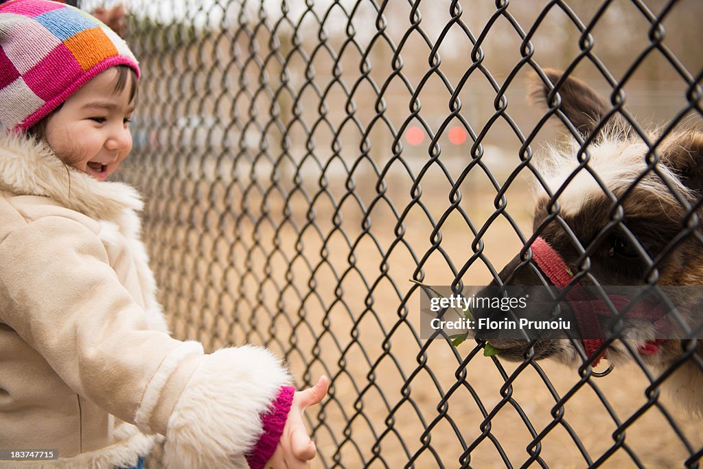 Girl looking at animal through wire fence in zoo