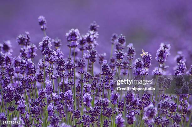 primo piano di sfondo di lavanda di hokkaido, giappone - lavanda foto e immagini stock