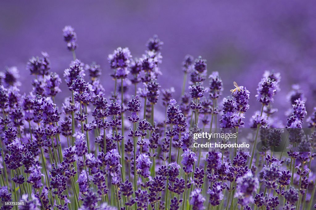 Close-up of Lavender background in Hokkaido Japan