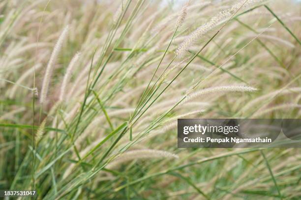 fountain grass - fountain grass stock pictures, royalty-free photos & images