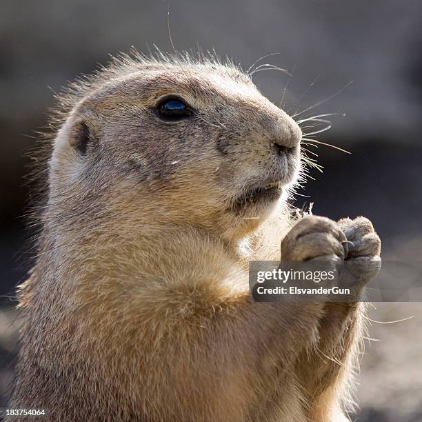 groundhog - groundhog stock pictures, royalty-free photos & images