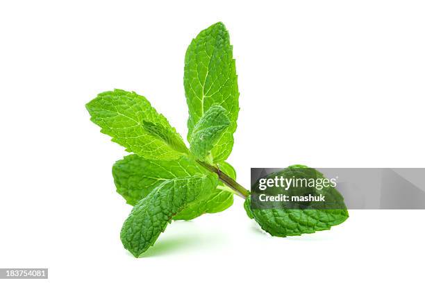 a giant sprig of lit mint on a white background - herb stockfoto's en -beelden