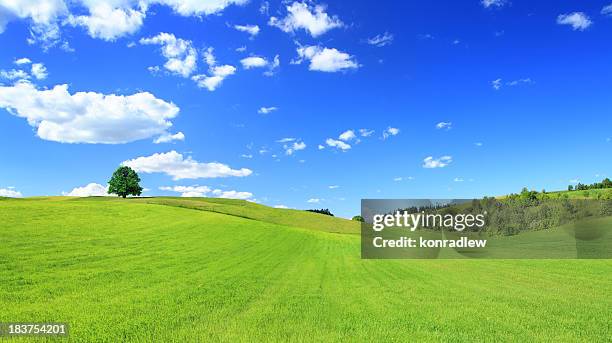 green meadow and tree - sunny landscape panorama - rolling hills sun stockfoto's en -beelden