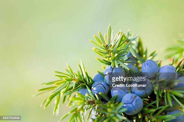 juniper berries - juniper berries stock pictures, royalty-free photos & images