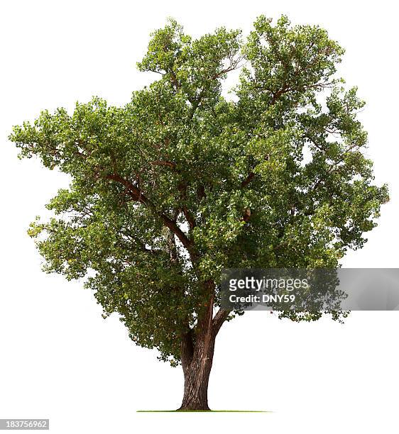 cottonwood tree - poplar stock pictures, royalty-free photos & images