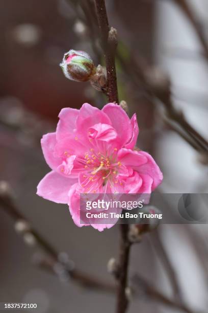 peach blossom - perzikbloesem stockfoto's en -beelden