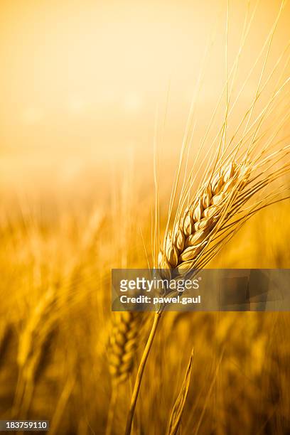 rye - rye grain stockfoto's en -beelden