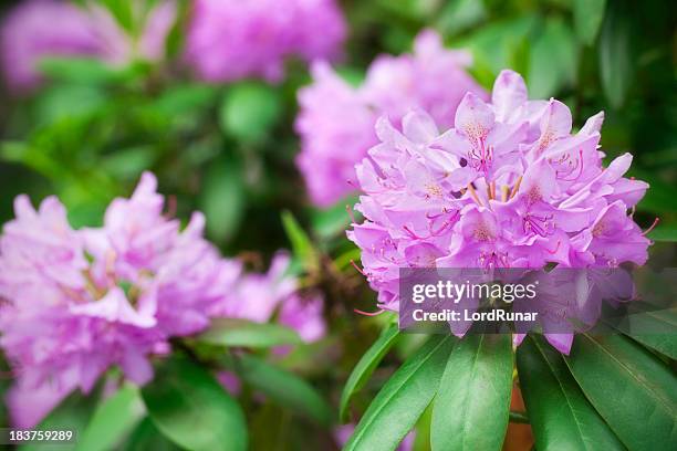 rhododendron in bloom - rhododendron stock pictures, royalty-free photos & images