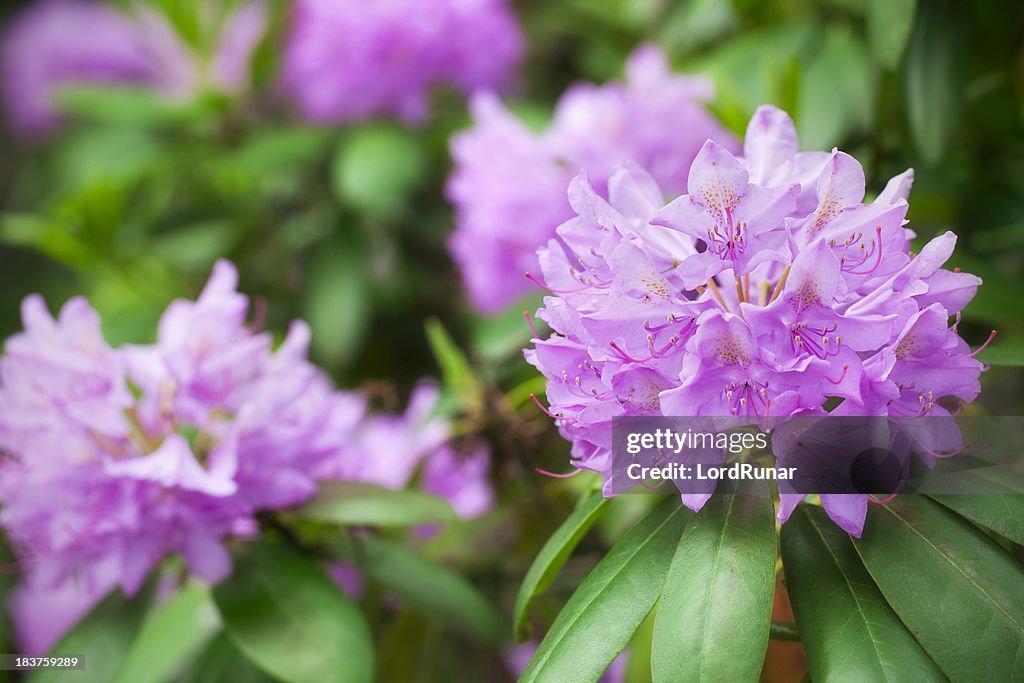 Rododendro em bloom