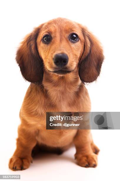 cute brown dachshund puppy on white background  - brown dog stock pictures, royalty-free photos & images