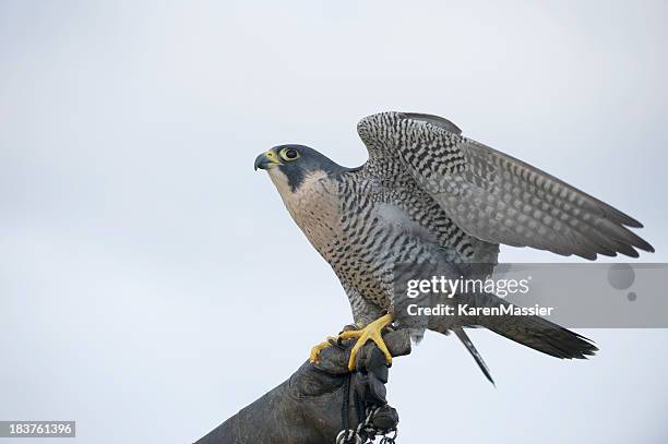 peregrine falcon - falcon bird stock pictures, royalty-free photos & images