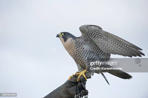falcão real - falcon bird - fotografias e filmes do acervo