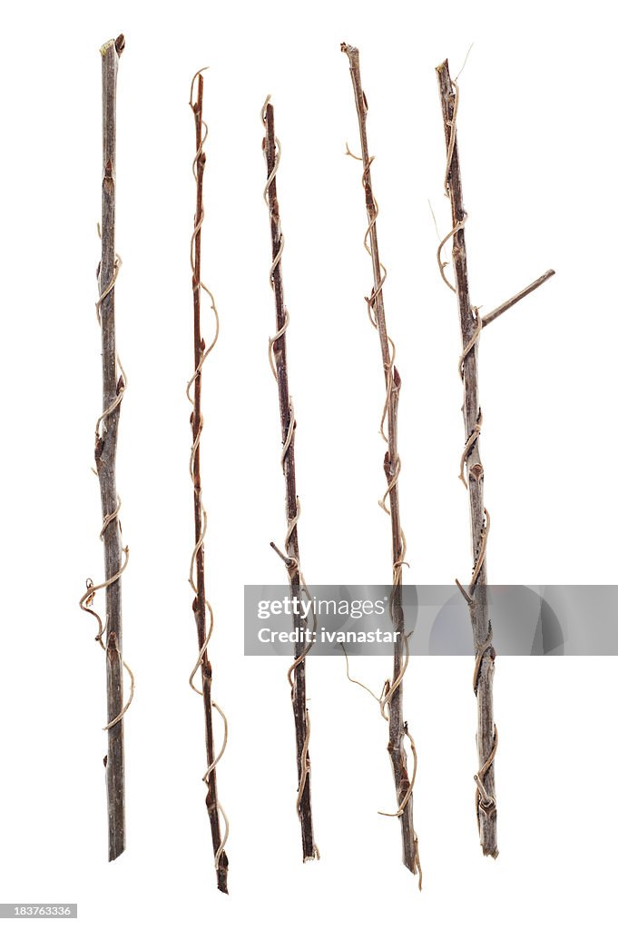 Twigs, Sticks and Branches Isolated on White