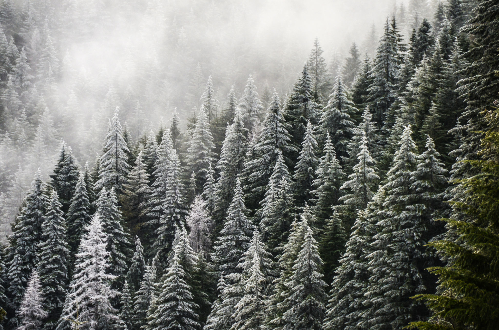 winter landscape